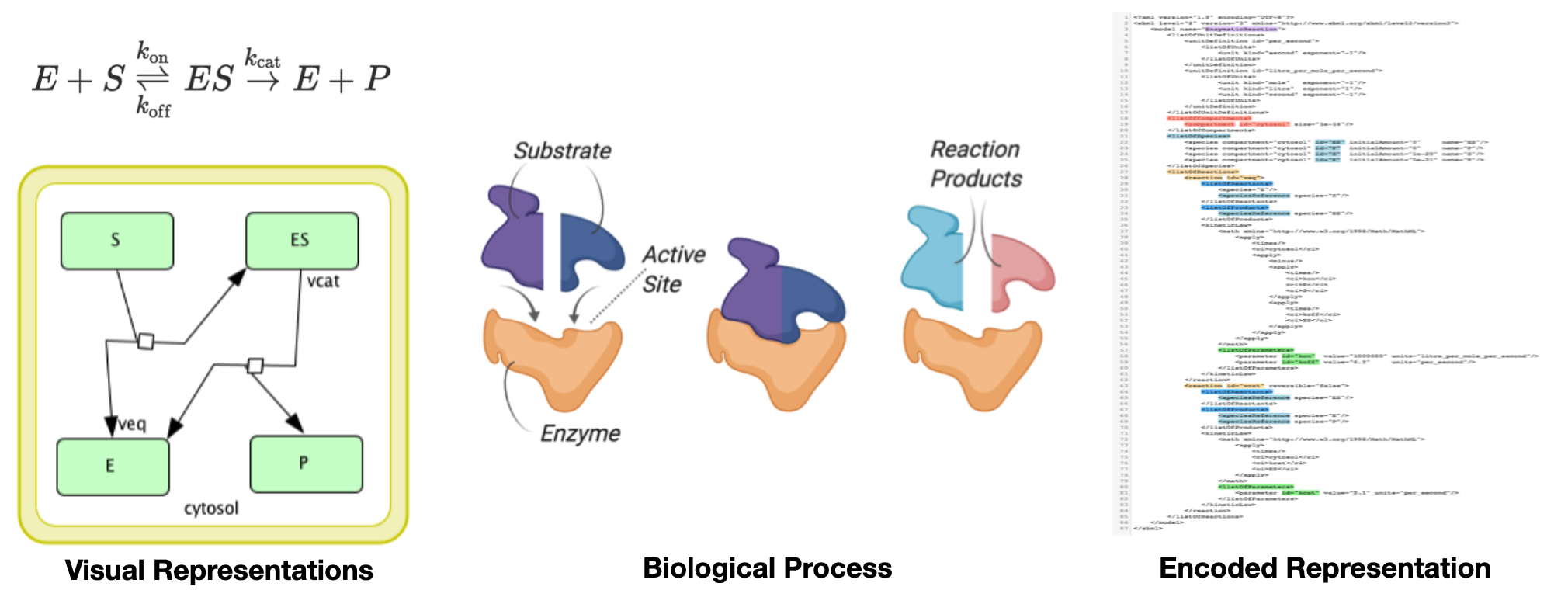 Different representations of a biological process. On the right side, the process is encoded in a XML file in Systems Biology Markup Language (SBML) format. 